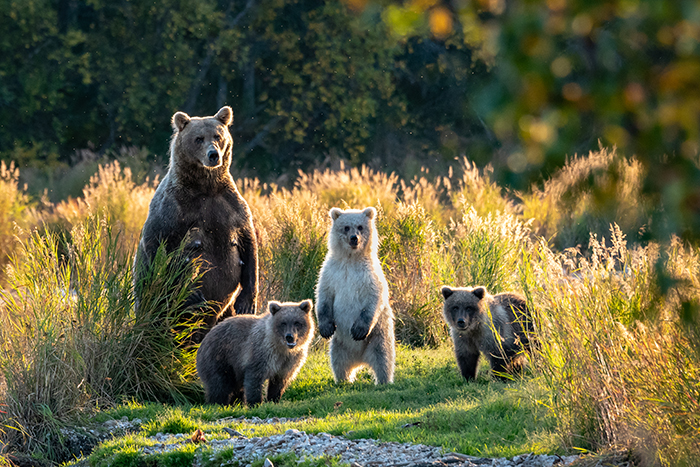 family of brown bears